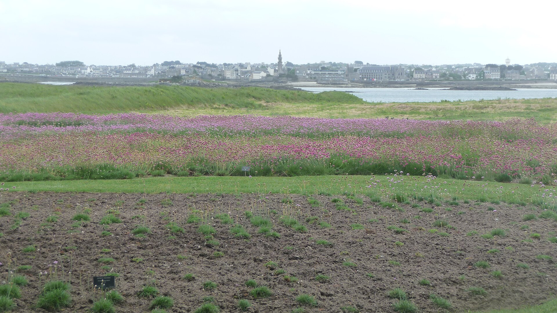 Les palmiers et plantes exotiques du Jardin Georges Delaselle sur l'île de Batz