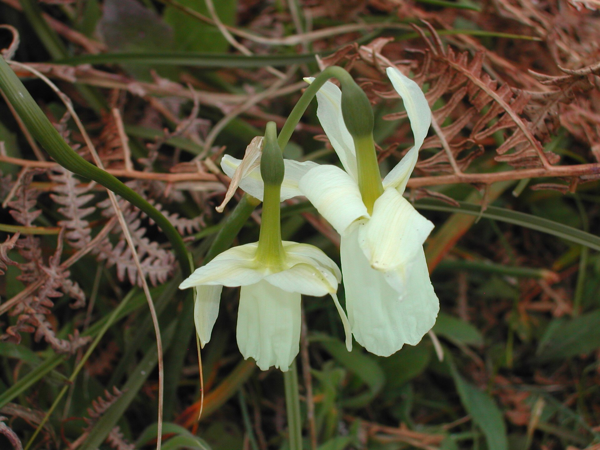 Le narcisse des Glénan en fleur au printemps, espèce endémique protégée