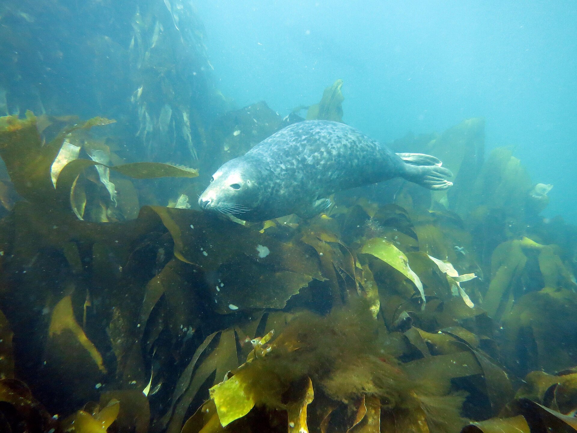 Phoque gris dans les eaux de la réserve naturelle de la mer d'Iroise
