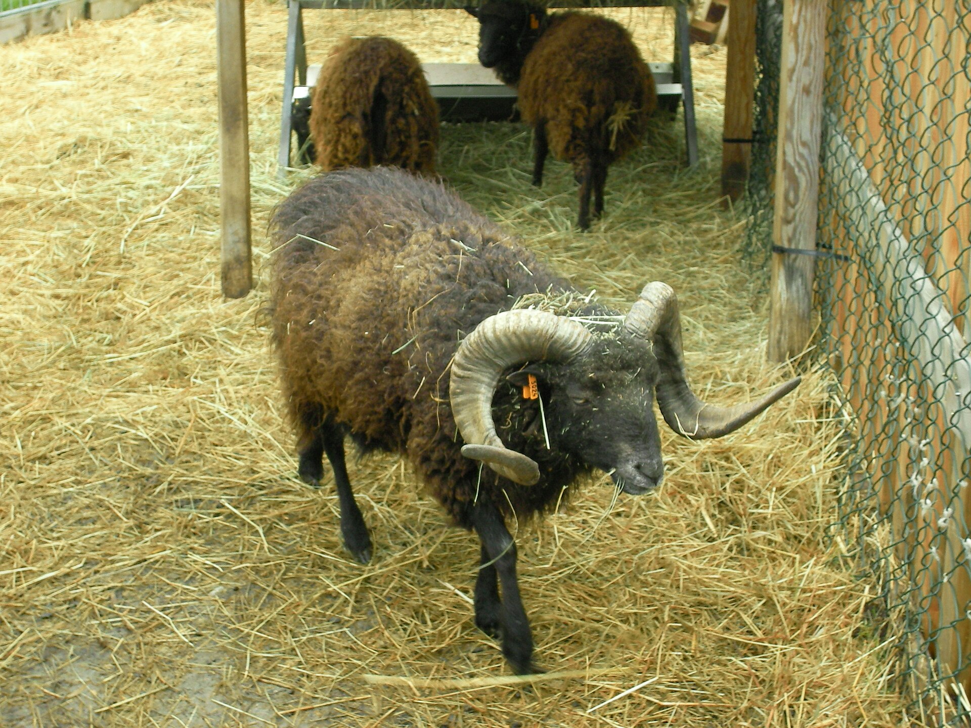 Moutons d'Ouessant dans la lande hivernale face à la mer d'Iroise